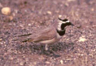 Temminck's Horned Lark