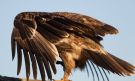 Rovørn, Streaked Tawny Eagle - Immature??, Etiopien 16. december 2012 Foto: Thomas Varto Nielsen