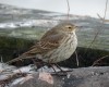 Water Pipit, Denmark 3rd of February 2003 Photo: Ole Krogh