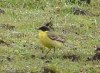 Western Yellow Wagtail, male, Denmark 19th of May 2003 Photo: Jan Durinck