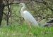 Great Egret, Denmark 2nd of May 2002 Photo: Ole Krogh