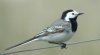White Wagtail, Denmark 9th of May 2002 Photo: Erik Agertoft