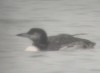 Great Northern Loon, Denmark 28th of December 2002 Photo: Ole Amstrup