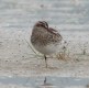 Broad-billed Sandpiper, Denmark 30th of May 2001 Photo: Ole Krogh