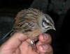 Rock Bunting, Denmark 31st of May 2003 Photo: Ole Krogh