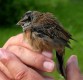 Rock Bunting, Denmark 31st of May 2003 Photo: Palle Nygaard