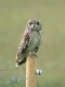 Short-eared Owl, Denmark 12th of June 2003 Photo: Albert Steen-Hansen
