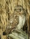 Short-eared Owl, Denmark 12th of March 2003 Photo: Ole Krogh