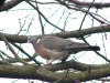 Common Wood Pigeon, Denmark 11th of April 2004 Photo: Steen Roed Hansen
