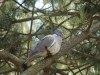 Common Wood Pigeon, Denmark 2nd of May 2004 Photo: Steen Roed Hansen