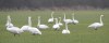Whooper Swan, Denmark 26th of January 2001 Photo: Anni Nielsen