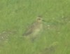 Pacific Golden Plover, Denmark 10th of May 2003 Photo: Per Forsberg