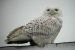 Snowy Owl, Denmark 1st of May 2002 Photo: Ole Krogh