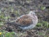 European Turtle Dove, Denmark 28th of May 2003 Photo: Peter Nielsen
