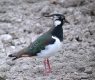 Northern Lapwing, Denmark 13th of April 2002 Photo: Ole Krogh