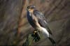 Eurasian Sparrowhawk, han/male adult, Denmark 23rd of March 2002 Photo: Albert Steen-Hansen