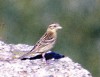 Yellow-breasted Bunting, 1cy - First Danish record, Denmark 22nd of August 1984 Photo: Peter Lyngs