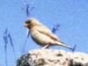 Trumpeter Finch, First Danish record, Denmark 22nd of June 1982 Photo: Peter Lyngs