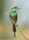 Arabian Green Bee-eater, India 27th of February 2002 Photo: Ole Krogh
