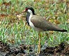 Red-wattled Lapwing, Wallpaper, India 4th of March 2002 Photo: Ole Krogh