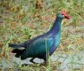 Western Swamphen, India 5th of March 2002 Photo: Ole Krogh