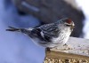 Arctic Redpoll, Greenland April 2002 Photo: Mikael Funch