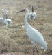 Siberian Crane, India February 2002 Photo: Per Poulsen