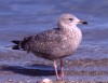 American Herring Gull, 2cy, Mexico 2nd of February 2002 Photo: Klaus Malling Olsen