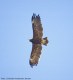 Greater Spotted Eagle, Oman October 2000 Photo: Christian Andersen Jensen