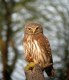 Northern Pygmy-Owl (Glaucidium gnoma), USA July 2003 Photo: Nils Meyer Aarsø