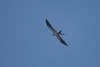 Swallow-tailed Kite, USA 19th of April 2000 Photo: Peter Christiansen