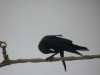 Brown-necked Raven, Cape Verde March 2002 Photo: Tommy Frandsen
