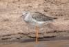 Lesser Yellowlegs, Cape Verde 20th of March 2002 Photo: Tommy Frandsen