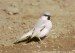 Ørkenspurv, Desert Sparrow (Passer simplex) Ørkenspurv, Marokko 8. januar 2002 Foto: Jens Søgaard Hansen