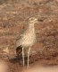 Senegal Thick-knee, Egypt 11th of May 2003 Photo: Tommy Frandsen
