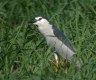 Black-crowned Night Heron, Egypt 9th of May 2003 Photo: Tommy Frandsen