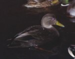 American Black Duck, First record for the Faroe Islands, Faeroes Islands 10th of January 2003 Photo: Silas K.K. Olofson