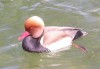 Red-crested Pochard, Germany 26th of March 2003 Photo: Jacob Lund-Hansen