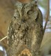 Eurasian Scops Owl, Greece 21st of May 2003 Photo: Anders Søgaard