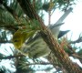 Black-throated Green Warbler, First A-record for Iceland if accepted, Iceland 28th of October 2003 Photo: Björn Gísli Arnarson