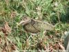 Greater Painted Snipe, India 30th of February 2002 Photo: Per Poulsen