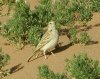 Greater Short-toed Lark, Morocco 14th of April 2001 Photo: Ole Krogh