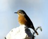 Moussier's Redstart, female, Morocco 16th of February 2003 Photo: Carl Erik Mabeck