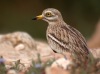 Eurasian Stone-curlew, Morocco 11th of March 2003 Photo: Tommy Frandsen