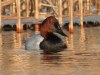 Canvasback, A first for the Netherlands and 6th for WP!, Netherlands 10th of January 2003 Photo: Leo JR Boon