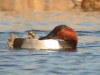 Canvasback, A first for the Netherlands and 6th for WP!, Netherlands 10th of January 2003 Photo: Leo JR Boon