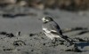 White Wagtail, Norway 7th of March 2004 Photo: Ole Krogh