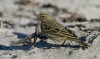 Eurasian Rock Pipit, Norway 9th of March 2004 Photo: Ole Krogh