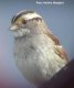 White-throated Sparrow, Norway 14th of July 2002 Photo: Anders Tørressen Hangaard
