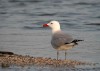 Audouin's Gull, Spain 4th of May 2003 Photo: Ole Krogh
